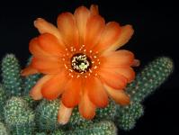 Thumbnail of 1935_Chamaecereus Hybride rot_20240416(1).JPG